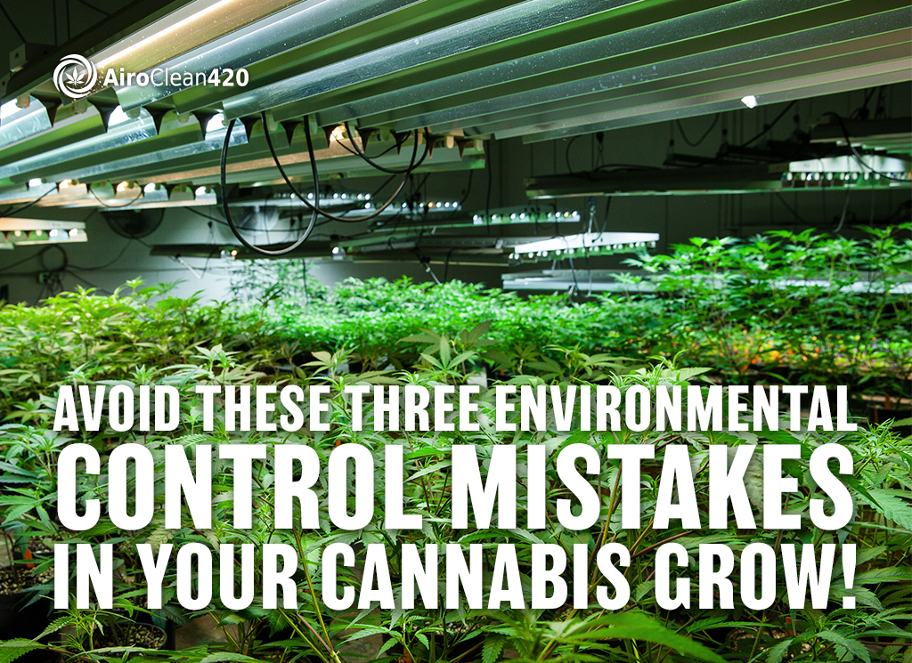 avoid environmental control mistakes in your cannabis grow