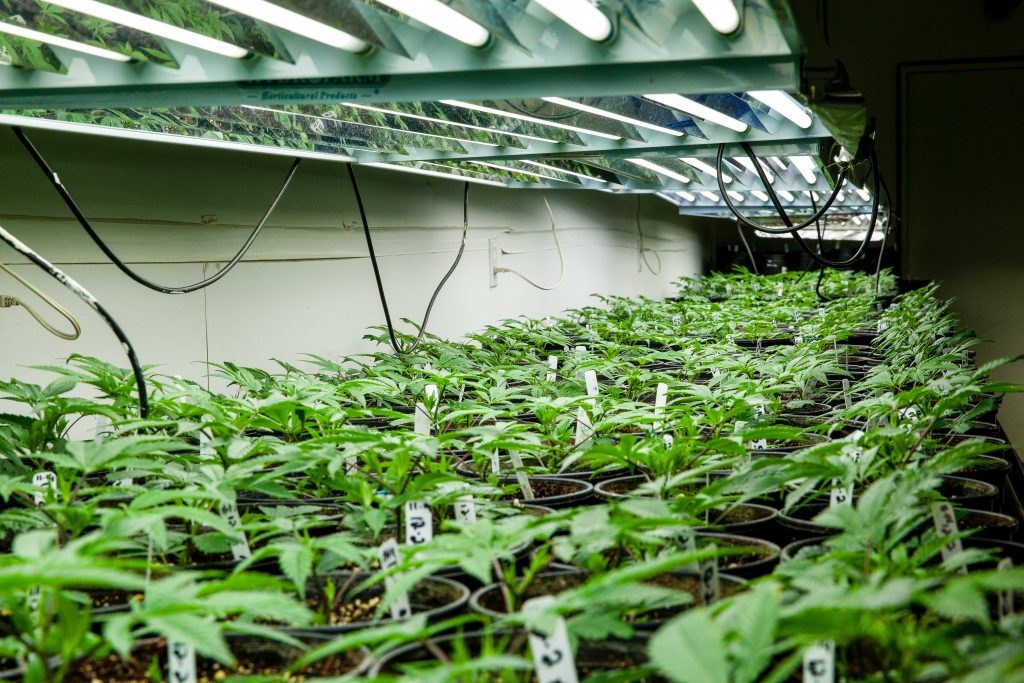 A cannabis grow room, checklist article
