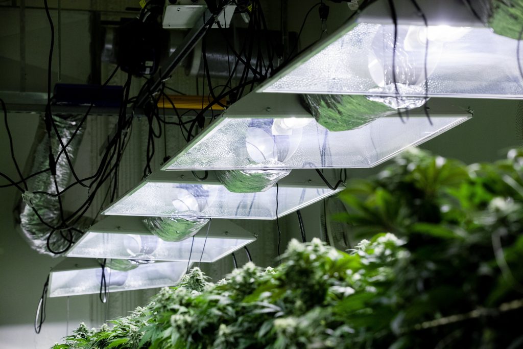 a cannabis grow room setup with lights "mrorange002 © 123rf"