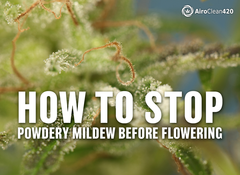 How to stop powdery mildew before flowering