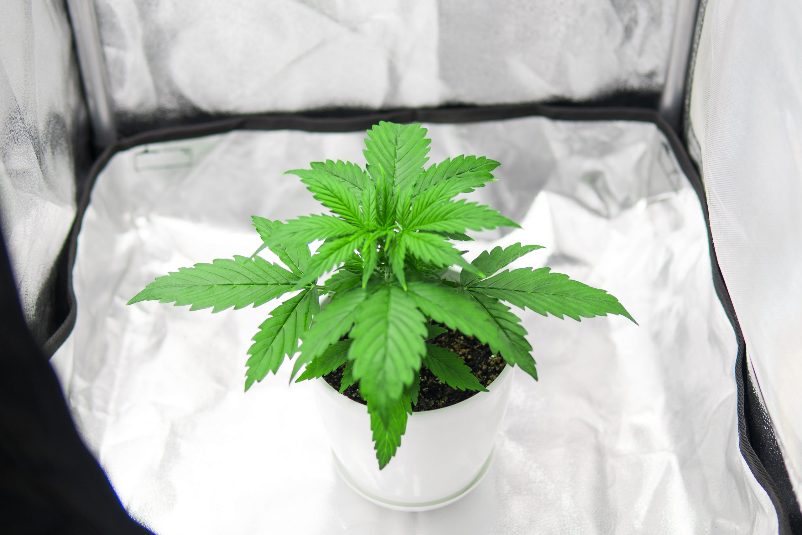 A cannabis home grower tent " cendeced © 123rf"