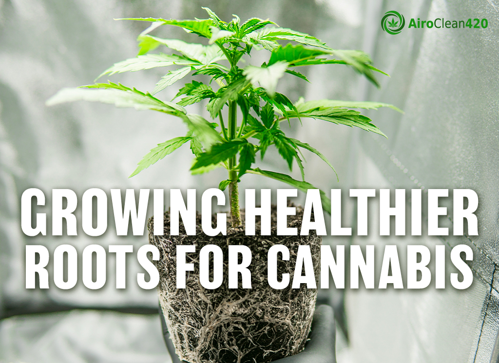 growing healthier roots for cannabis