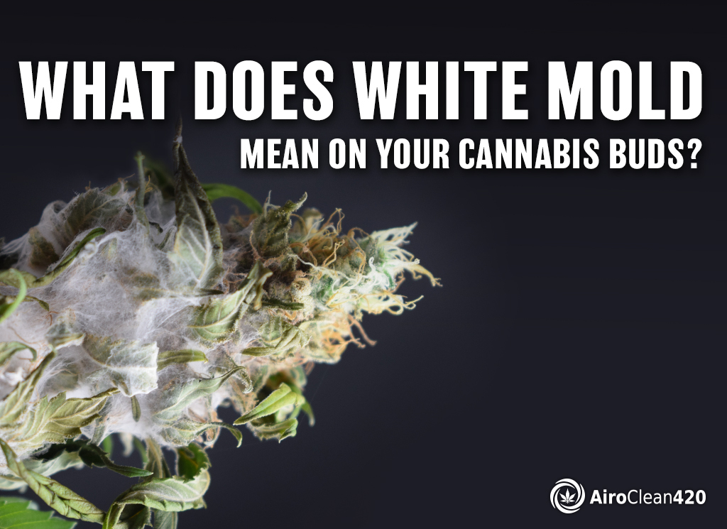 what does white mold mean on your cannabis buds