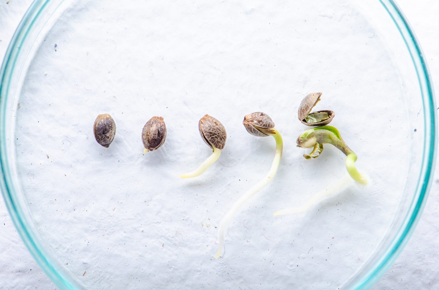 Как замачивать семена конопли можно ли вырастить на подоконнике коноплю