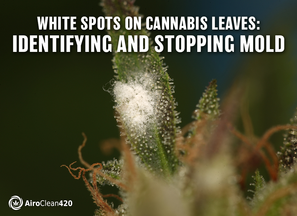 White Spots on Cannabis Leaves: Identifying and Stopping Mold