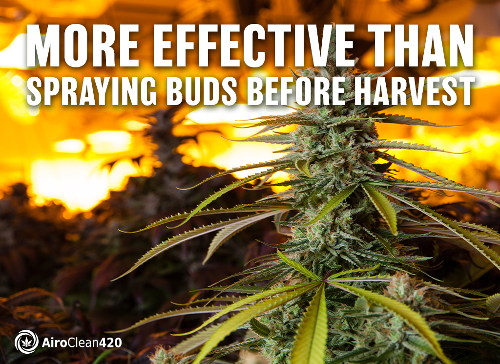 more effective than spraying buds before harvest