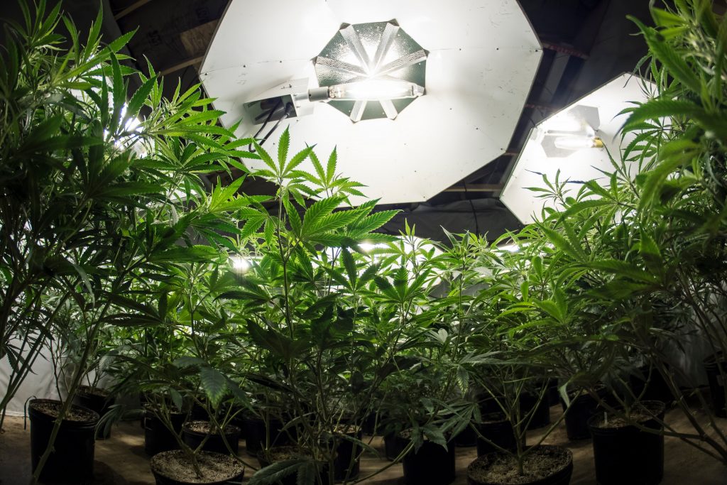 The best grow lights of 2022, overhead cannabis grow light
