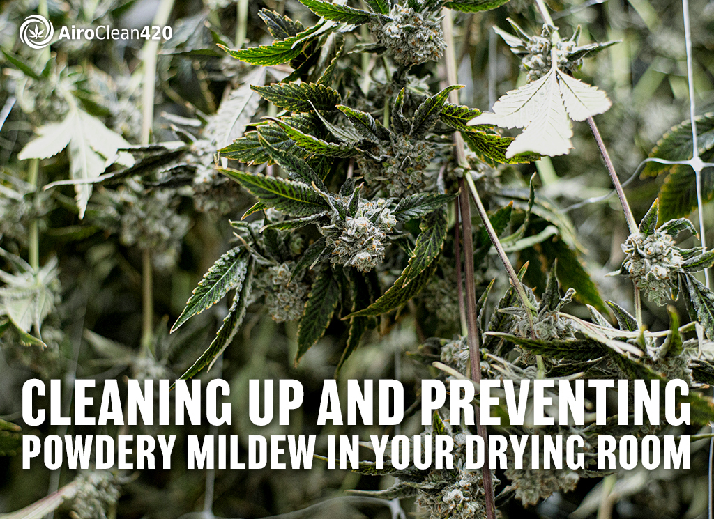 cleaning up and preventing powdery mildew in your drying room