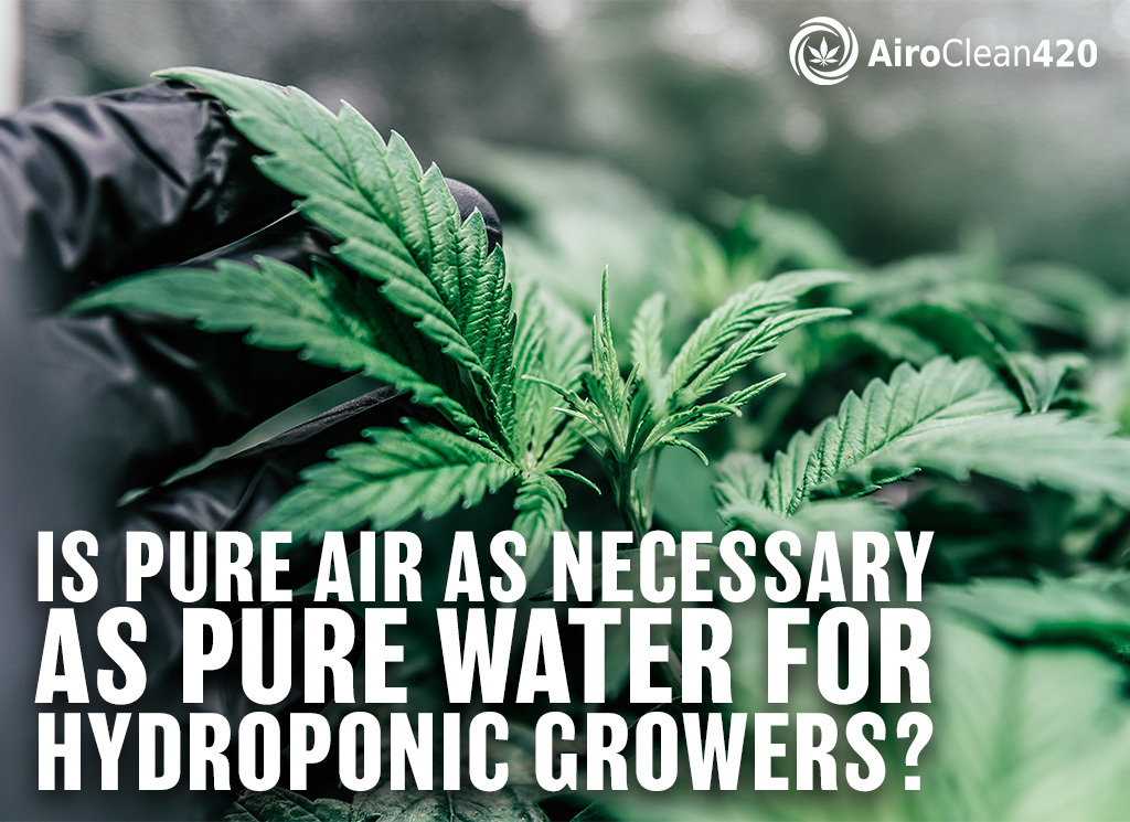 is pure air as necessary as pure water for hydroponic growers