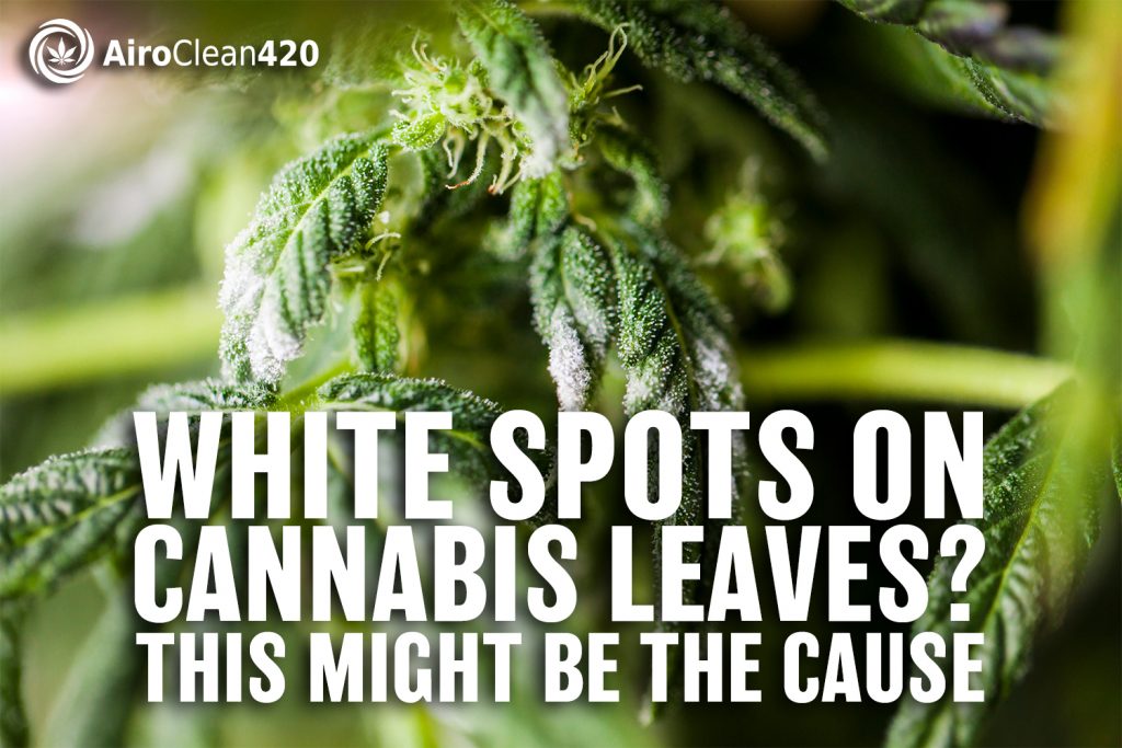 brown spots or white spots on cannabis leaves