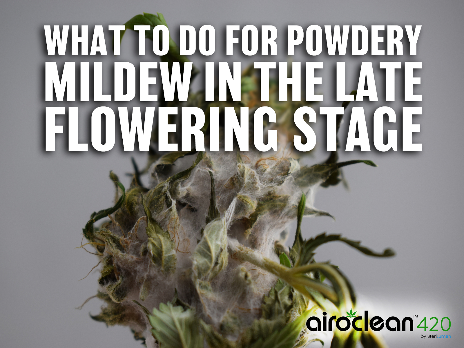 what to do for powdery mildew in the late flowering stage