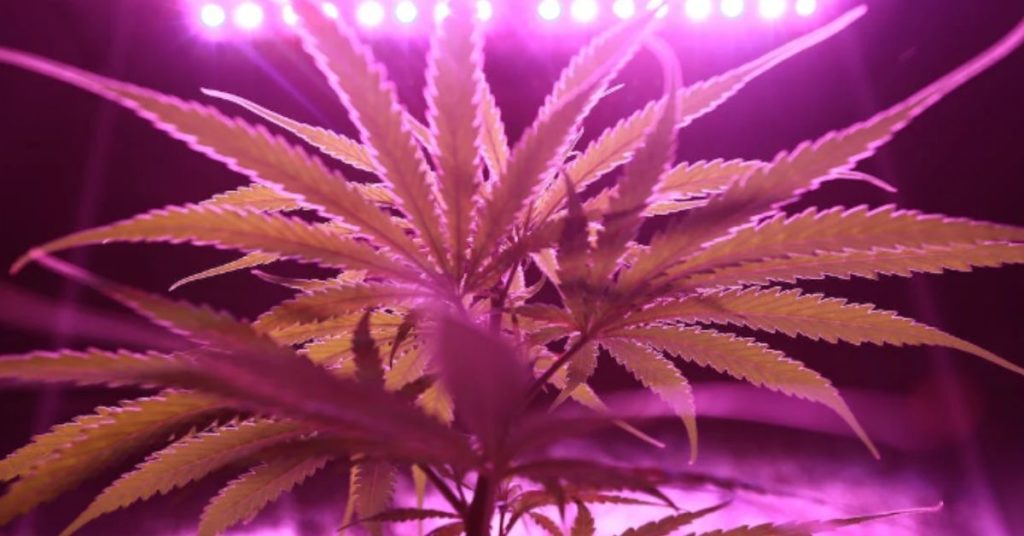 Things to Remember When Growing Cannabis Indoors
