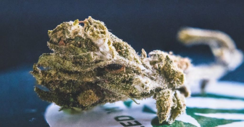 Identifying Different Types of Mold on Cannabis